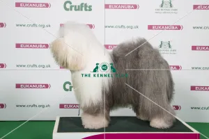 2018 Best of Breed OLD ENGLISH SHEEPDOG