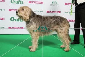 Otterhound