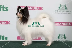 2018 Best of Breed Papillon