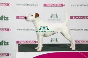 2018 Best of Breed Parson Russell Terrier
