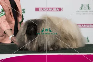 2018 Best of Breed Pekingese