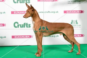 2018 Best of Breed Pharaoh Hound