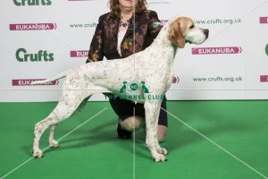 2018 Best of Breed POINTER