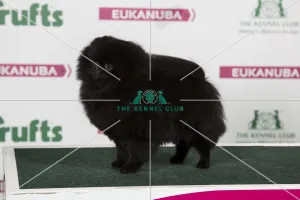 2018 Best of Breed Pomeranian