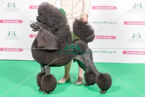 2018 Best of Breed Poodle (Standard)