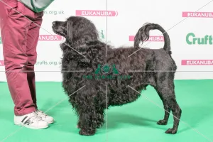 2018 Best of Breed Portugese Water Dog