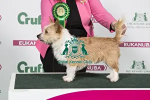 2018 Best of Breed Portuguese Podengo (Warren Hound)