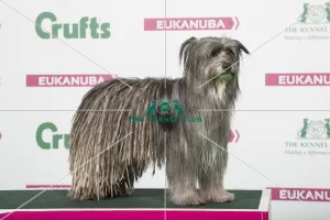 Pyrenean Sheepdog