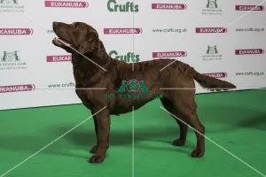 2018 Best of Breed RETRIEVER (CHESAPEAKE BAY)