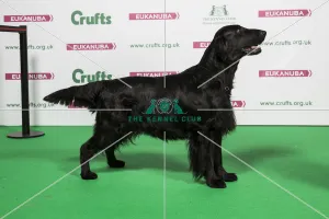 2018 Best of Breed RETRIEVER (FLAT COATED)