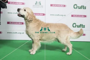 2018 Best of Breed RETRIEVER (GOLDEN)