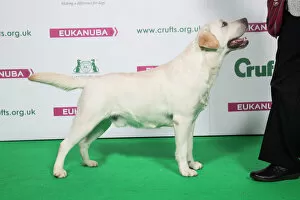 Images Dated: 2018 Best of Breed RETRIEVER (LABRADOR)