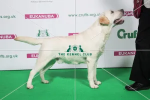 2018 Best of Breed RETRIEVER (LABRADOR)