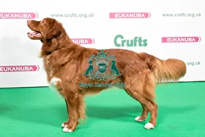 Gundog Prints: 2018 Best of Breed Retriever (Nova Scotia Duck Tolling)