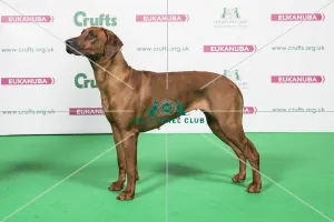 2018 Best of Breed Rhodesian Ridgeback