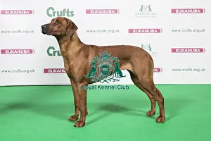 2018 Best of Breed Rhodesian Ridgeback