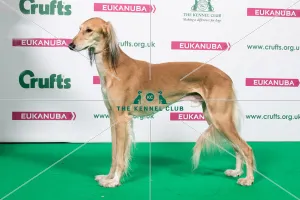 Saluki