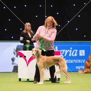 Saluki