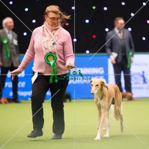 Saluki