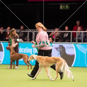Saluki