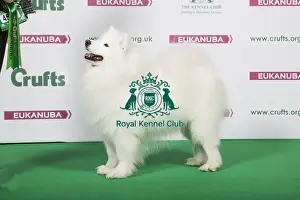 Crufts 2018 Prints: 2018 Best of Breed Samoyed