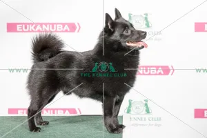 2018 Best of Breed Schipperke