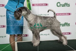 2018 Best in Breed Schnauzer