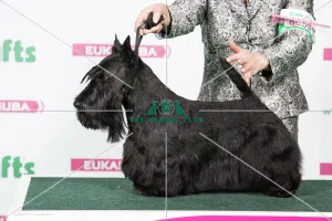2018 Best of Breed Scottish Terrier