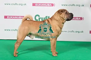 2018 Best of Breed Shar Pei