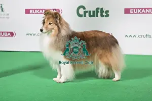 2018 Best of Breed Shetland Sheepdog
