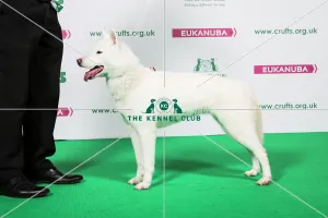 Crufts 2018