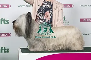 2018 Best of Breed Skye Terrier