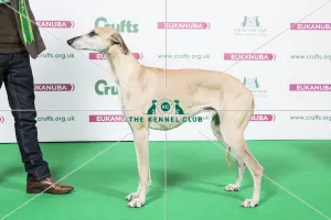 2018 Best of Breed Sloughi