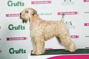 Trending: 2018 Best of Breed Soft Coated Wheaten Terrier