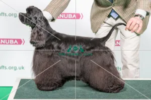 2018 Best of Breed SPANIEL (AMERICAN COCKER)