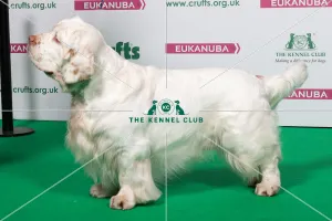 2018 Best of Breed SPANIEL (CLUMBER)