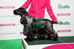 2018 Best of Breed SPANIEL (COCKER)