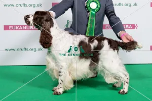 2018 Best of Breed SPANIEL (ENGLISH SPRINGER)