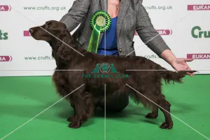 2018 Best of Breed SPANIEL (FIELD)