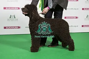 2018 Best of Breed SPANIEL (IRISH WATER)