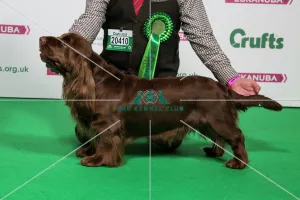 2018 Best of Breed SPANIEL (SUSSEX)