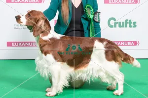 2018 Best of Breed SPANIEL (WELSH SPRINGER)