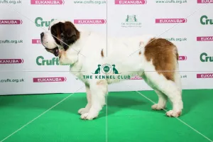 2018 Best of Breed St. Bernard