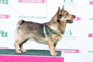 2018 Best of Breed Swedish Vallhund