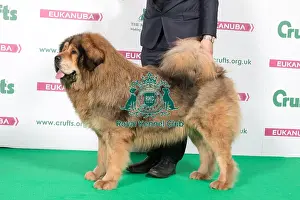 2018 Best of Breed Tibetan Mastif