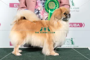 2018 Best of Breed Tibetan Spaniel