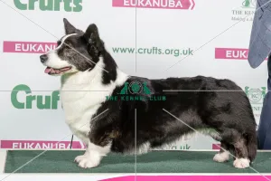 Crufts 2018