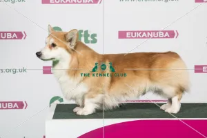 2018 Best of Breed Welsh Corgi (Pembroke)