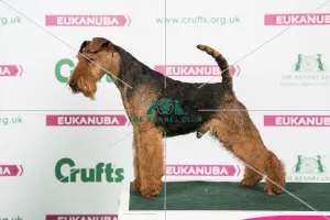 Crufts 2018