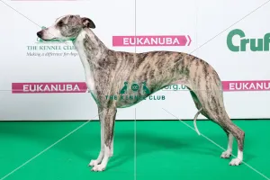2018 Best of Breed Whippet
